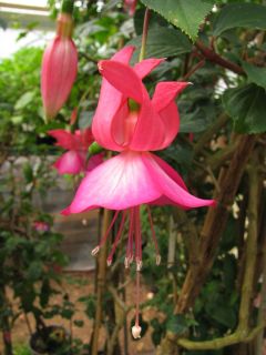 Fuchsienbild Waldis Gretl 01