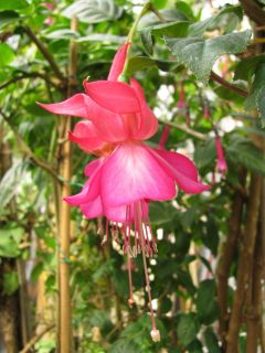 Fuchsienbild Waldis Gretl 02