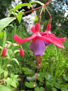 Fuchsienbild Waldis Isabel 01