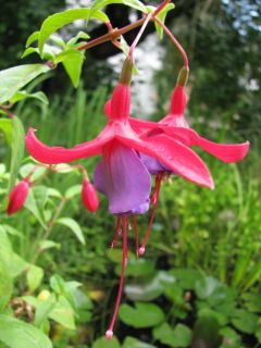 Fuchsienbild Waldis Isabel 02