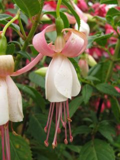 Fuchsienbild Waldis Jasky 01