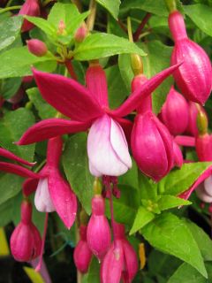 Fuchsienbild Waldis Laura 01