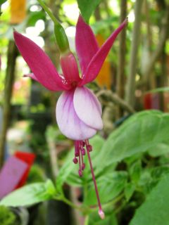 Fuchsienbild Waldis Laura 02