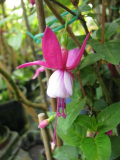 Fuchsienbild Waldis Laura 03