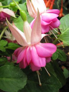 Fuchsienbild Waldis Liane 02