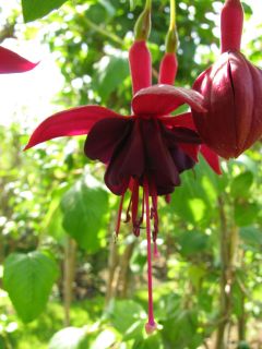 Fuchsienbild Waldis Ovambo 01