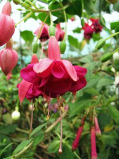 Fuchsienbild Waldis Sandra 01