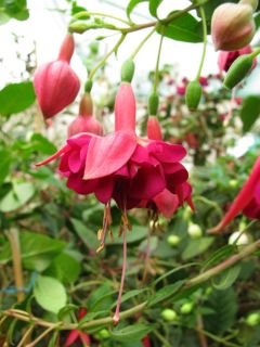 Fuchsienbild Waldis Sandra 02