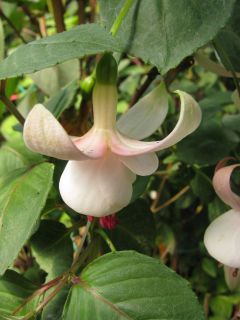 Fuchsienbild Waldis Sigrid 03