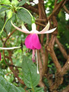 Fuchsienbild Waldis Simon 02