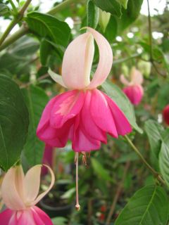 Fuchsienbild Waldis Sofie 02