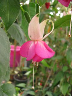 Fuchsienbild Waldis Sofie 03