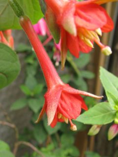 Fuchsienbild Waldis Spezi 01