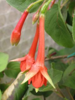 Fuchsienbild Waldis Spezi 02