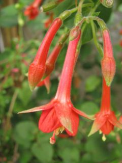 Fuchsienbild Waldis Spezi 03