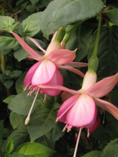 Fuchsienbild Waldis Thea 01