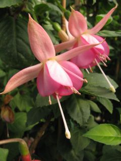 Fuchsienbild Waldis Thea 02