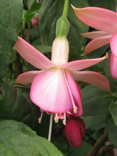 Fuchsienbild Waldis Thea 03