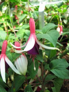 Fuchsienbild Waltraud Struemper 01