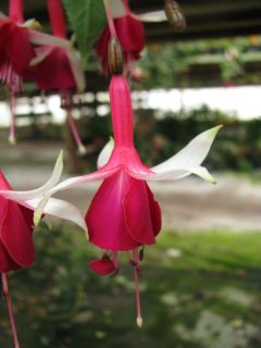 Fuchsienbild Waltraud Struemper 02