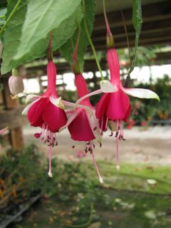 Fuchsienbild Waltraud Struemper 03