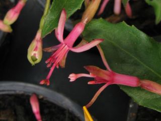 Fuchsienbild Wapenvelds Bloei 02