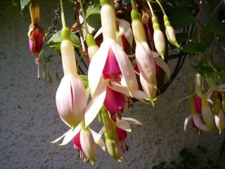 Fuchsienbild Wassernymphe 01