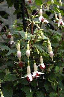 Fuchsienbild Waternympf 01