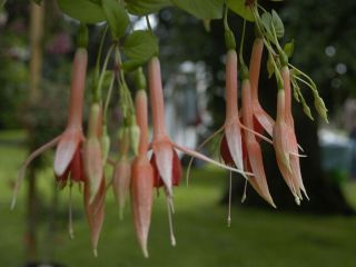 Fuchsienbild Wentworth 01