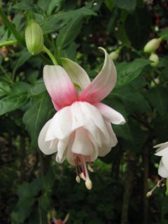 Fuchsienbild Wertachperle 01