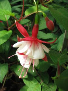 Fuchsienbild White Ann 02