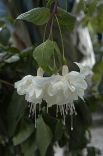 Fuchsienbild White King 01