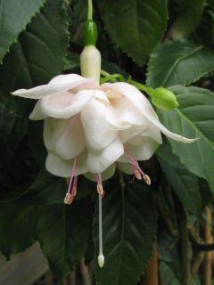 Fuchsienbild White Magic 02