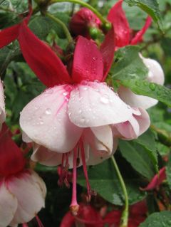 Fuchsienbild Wilfried Bergerhoff 03