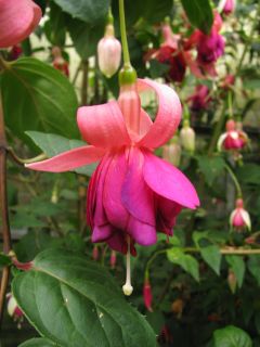 Fuchsienbild Willi Grund 01