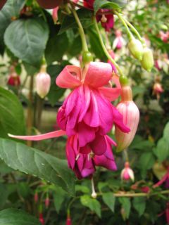 Fuchsienbild Willi Grund 02