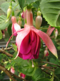 Fuchsienbild Willi Grund 03