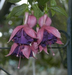 Fuchsienbild Willicher Schützenfest 01