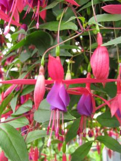 Fuchsienbild Wilma Versloot 01