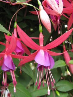 Fuchsienbild Wilma Versloot 03