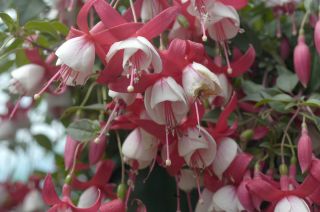 Fuchsienbild Wilsons Pearls 06