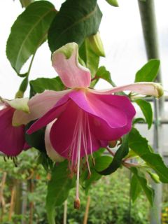 Fuchsienbild Windhapper 02