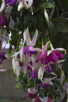 Fuchsienbild Windhapper 04