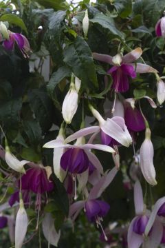 Fuchsienbild Windhapper 05