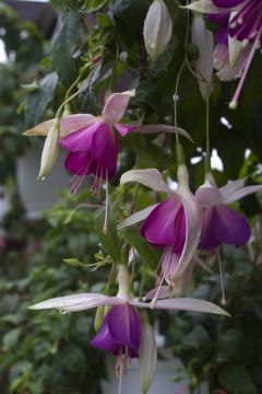 Fuchsienbild Windhapper 06