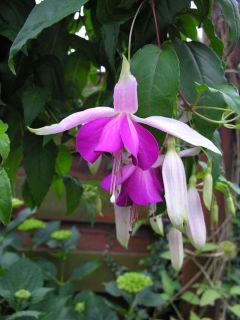 Fuchsienbild Windhapper 07