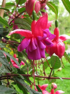 Fuchsienbild Winston Churchill 01