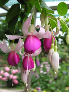 Fuchsienbild Witte van Munster 01