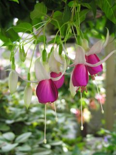 Fuchsienbild Witte van Munster 02