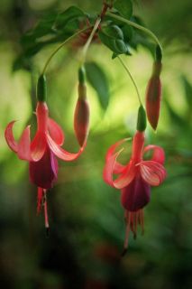 Fuchsienbild Witwe Bolte 01